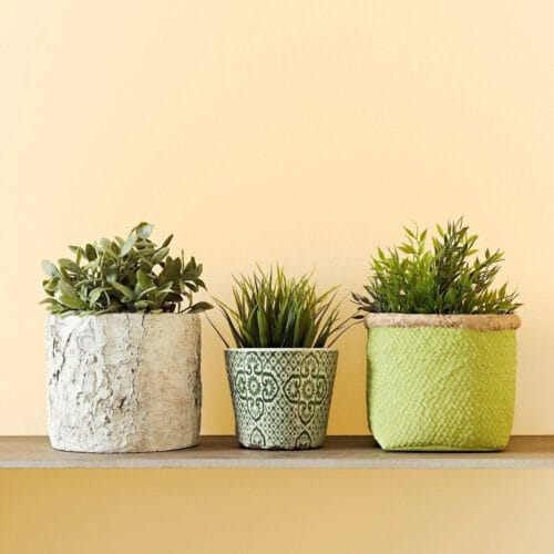 pale coumarin 1 1 pale coumarin 1 1